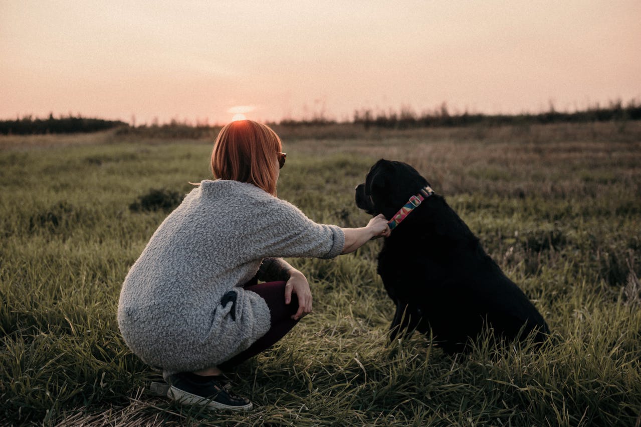 black-labrador-retriever-temperament