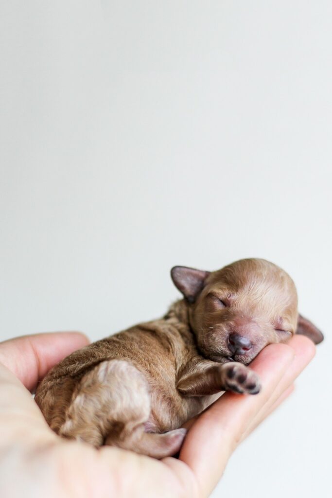 puppies opening eyes for first time