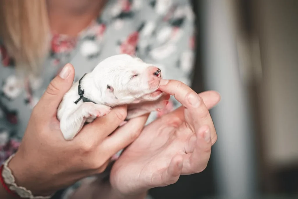 when do newborn puppies open their eyes