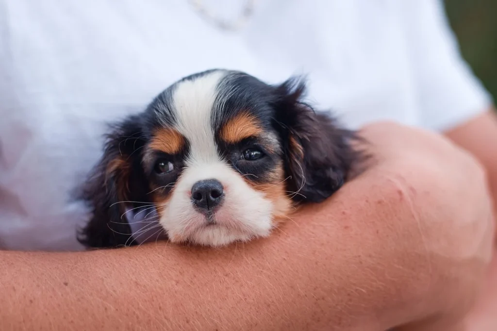 puppies eyes open at what age