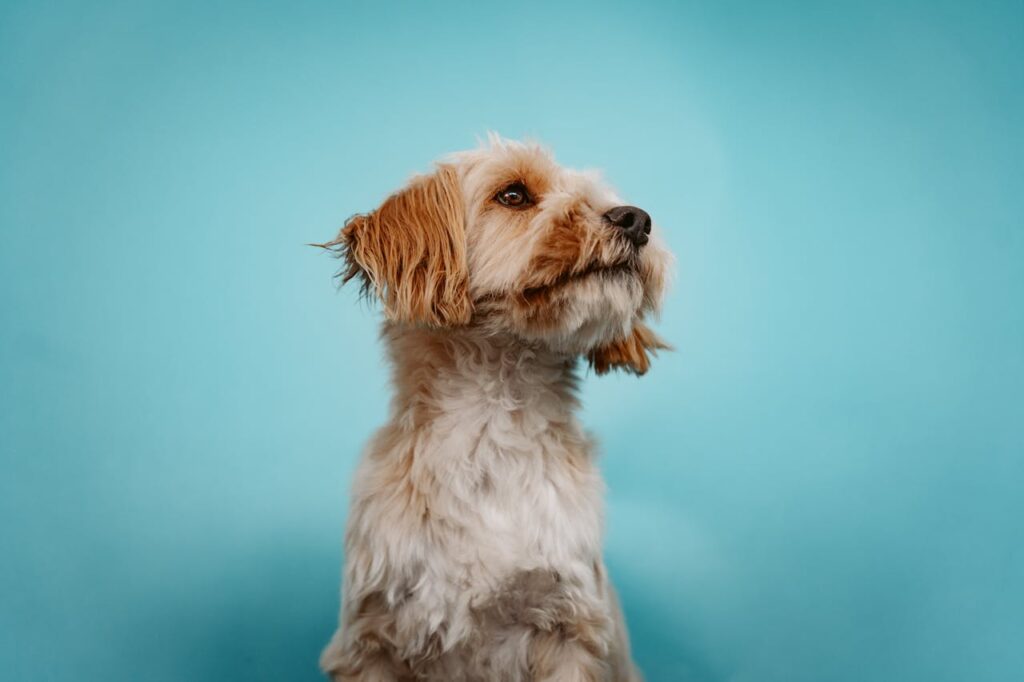 cockapoo puppy to dog