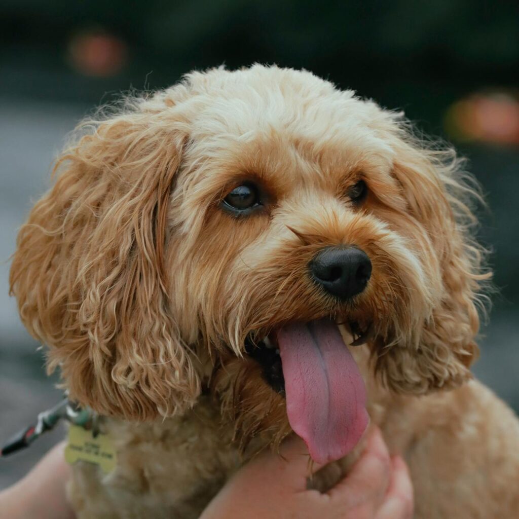 Cockapoo Puppy to Dog