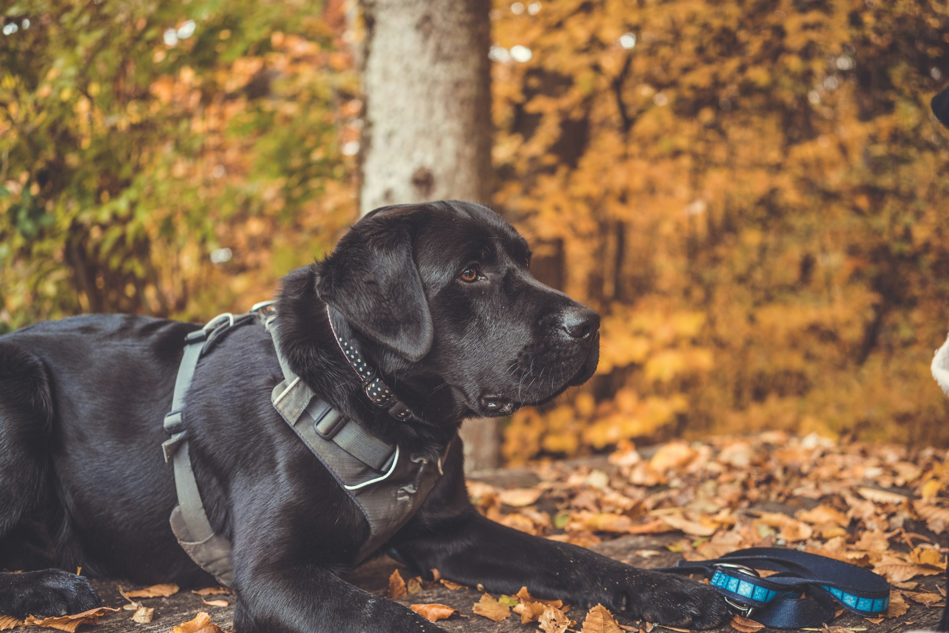 black labrador retriever temperament