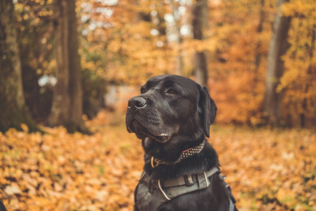 black labrador retriever temperament