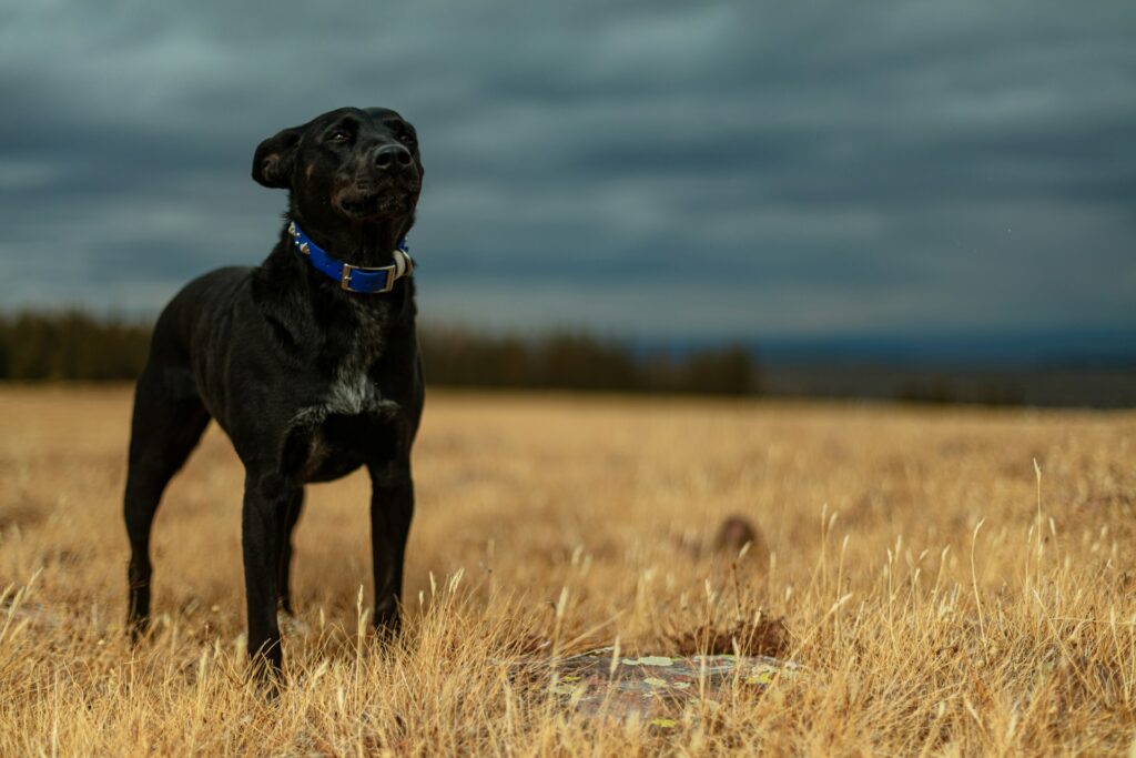 black labrador dog